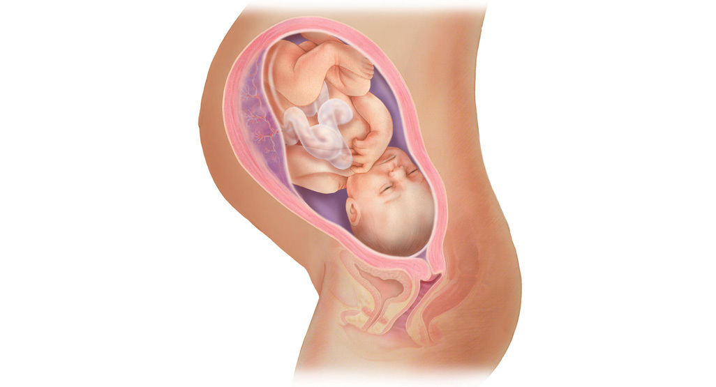 Fetal development in nagpur